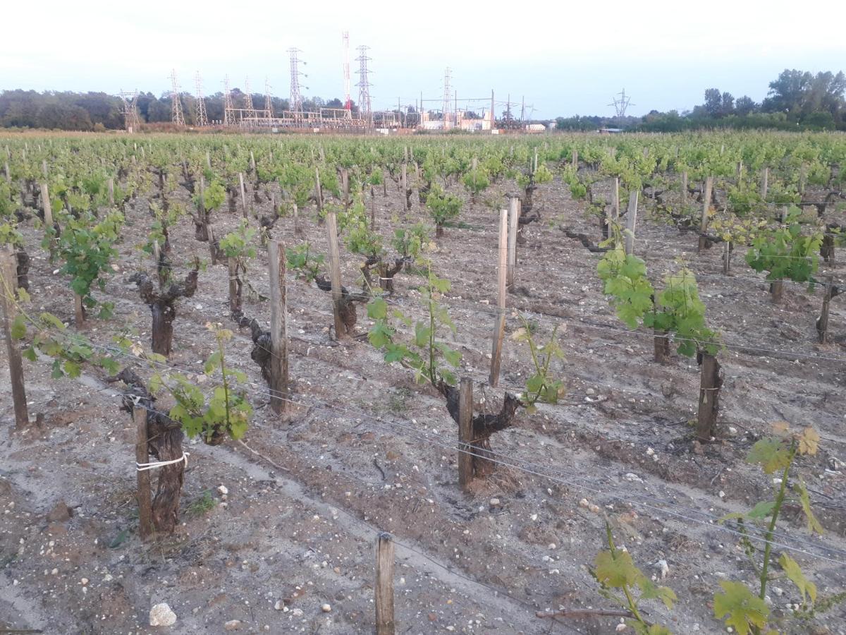 Chateau Gunes Cissac-Médoc Eksteriør bilde